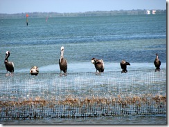 Pelicans learn about search engines at Search Insider Summit - Captiva FL